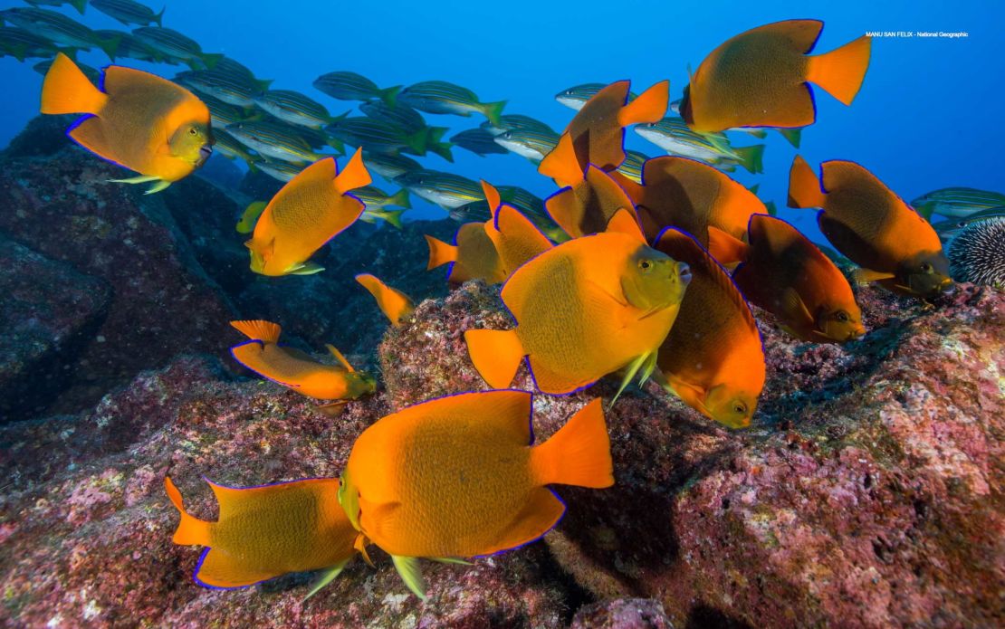 Researchers said the integrity of reef fish communities adds resilience to coral reefs and facilitates their recovery once pressures are removed.
