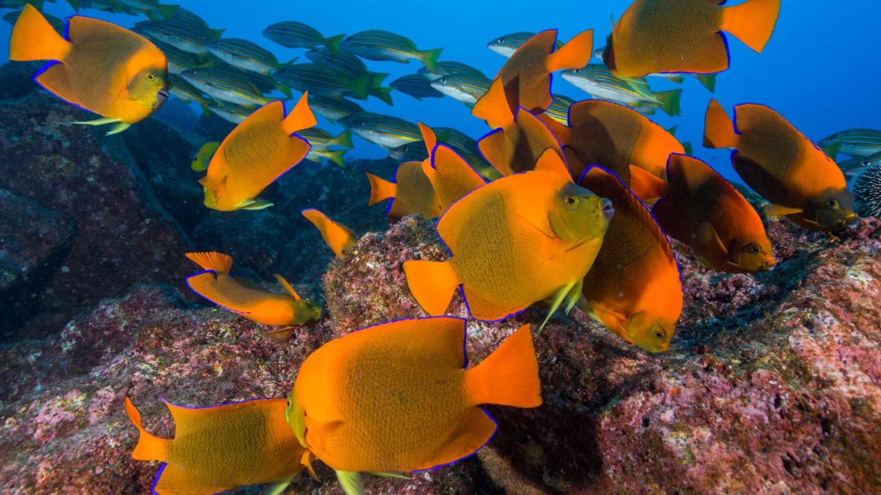Researchers said the integrity of reef fish communities adds resilience to coral reefs and facilitates their recovery once pressures are removed.