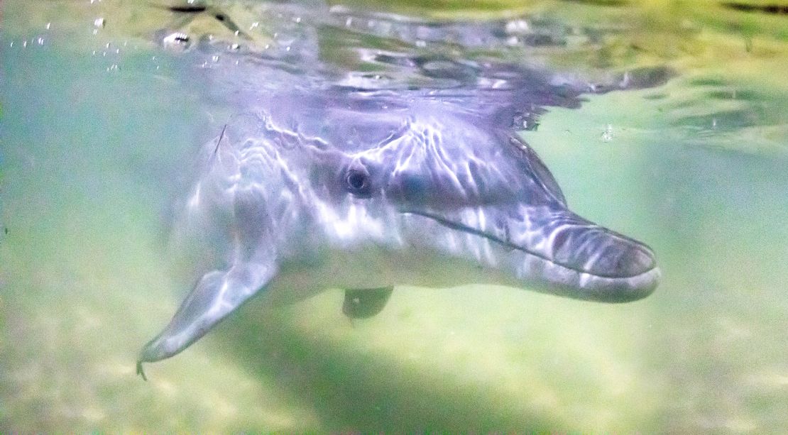 Feeding dolphins is a popular activity for guests at the resort.