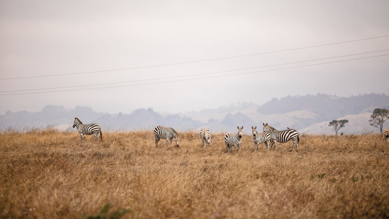 The now-wild zebras of San Simeon graze along California's Highway One. 