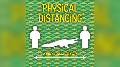 social distancing florida alligator trnd