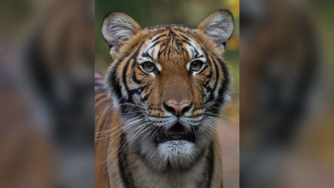 Bronx zoo tiger coronavirus
