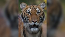 Nadia, a 4-year-old female Malayan tiger at the Bronx Zoo, has tested positive for COVID-19