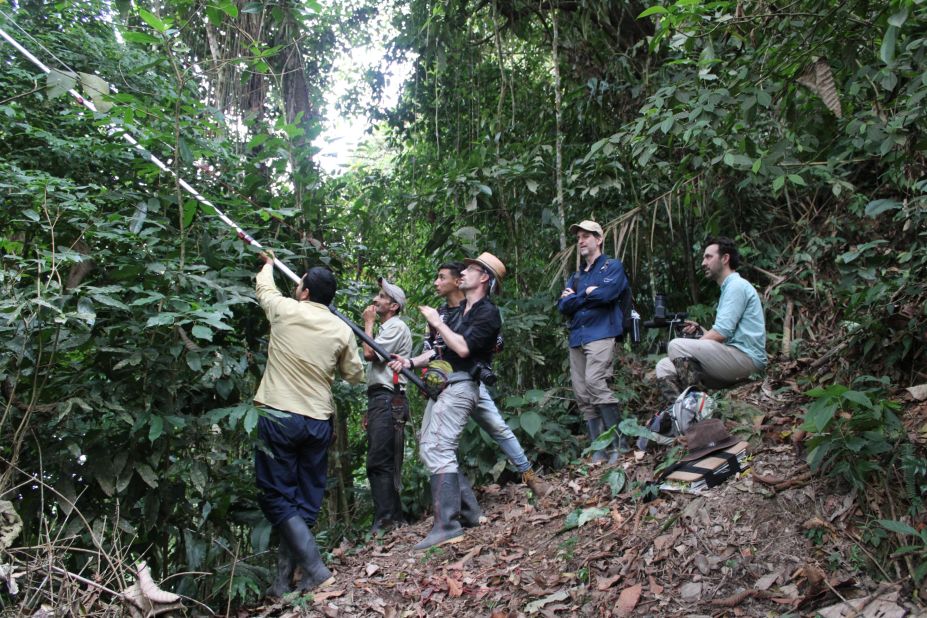 Team members collecting a tall palm sample in Serrania de las Quinchas, Boyaca in February.