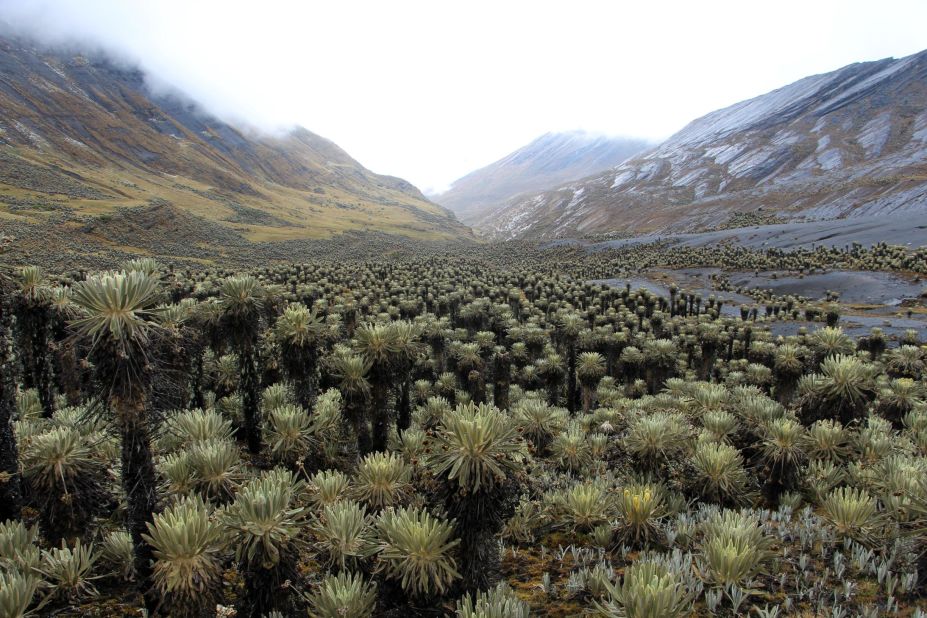 Paramo de Chiscas, 4,400 meters (14435 feet) above sea level in Cocuy National Park, photographed 2018. "We were the first botanists ever making scientific plant collections in this paramo," says Diazgranados.