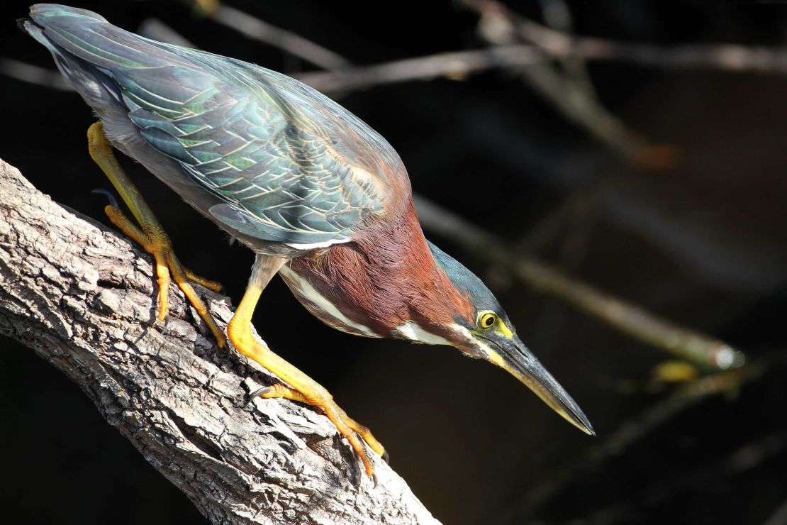 Green Herons have been observed using bait to catch fish.