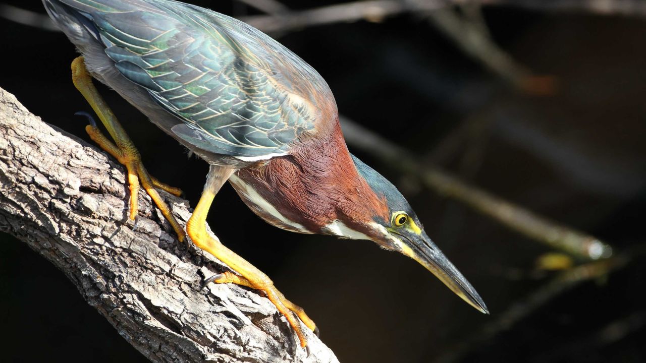 Green Herons have been observed using bait to catch fish.