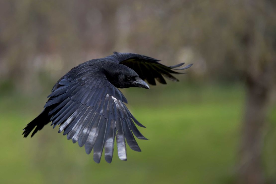 Carrion crows are one of many bird species that exhibit innovative behaviors.