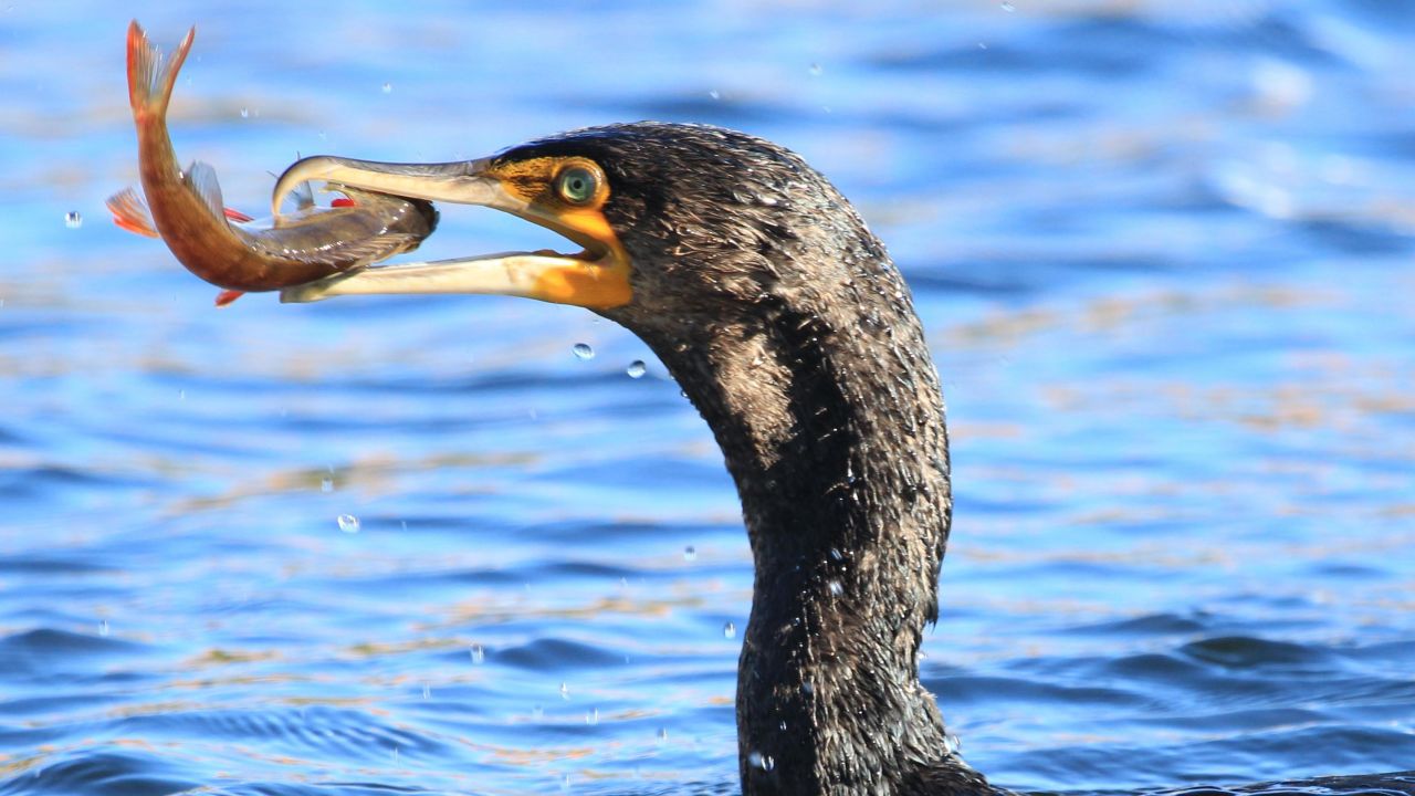 Great cormorants are one of a number of bird species that have exhibited innovative behaviors.
