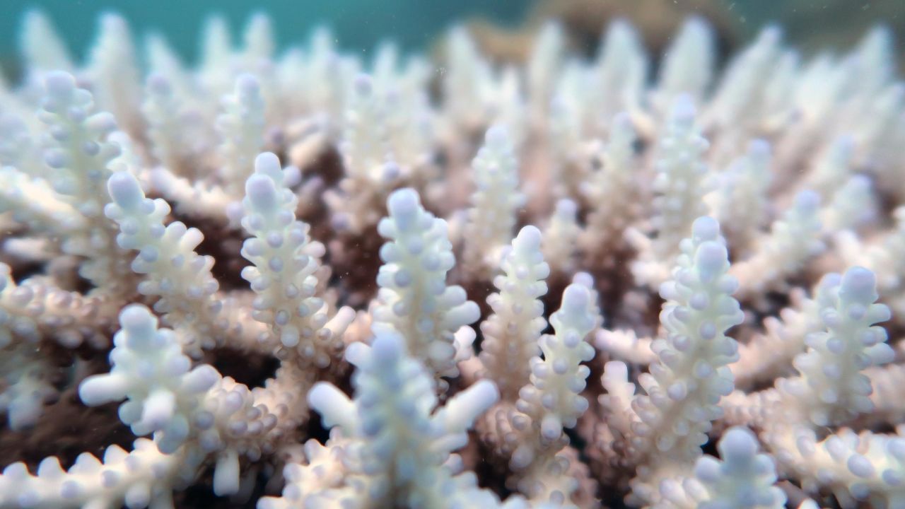 Bleaching is when corals turn white as a stress response to warm water temperatures. 