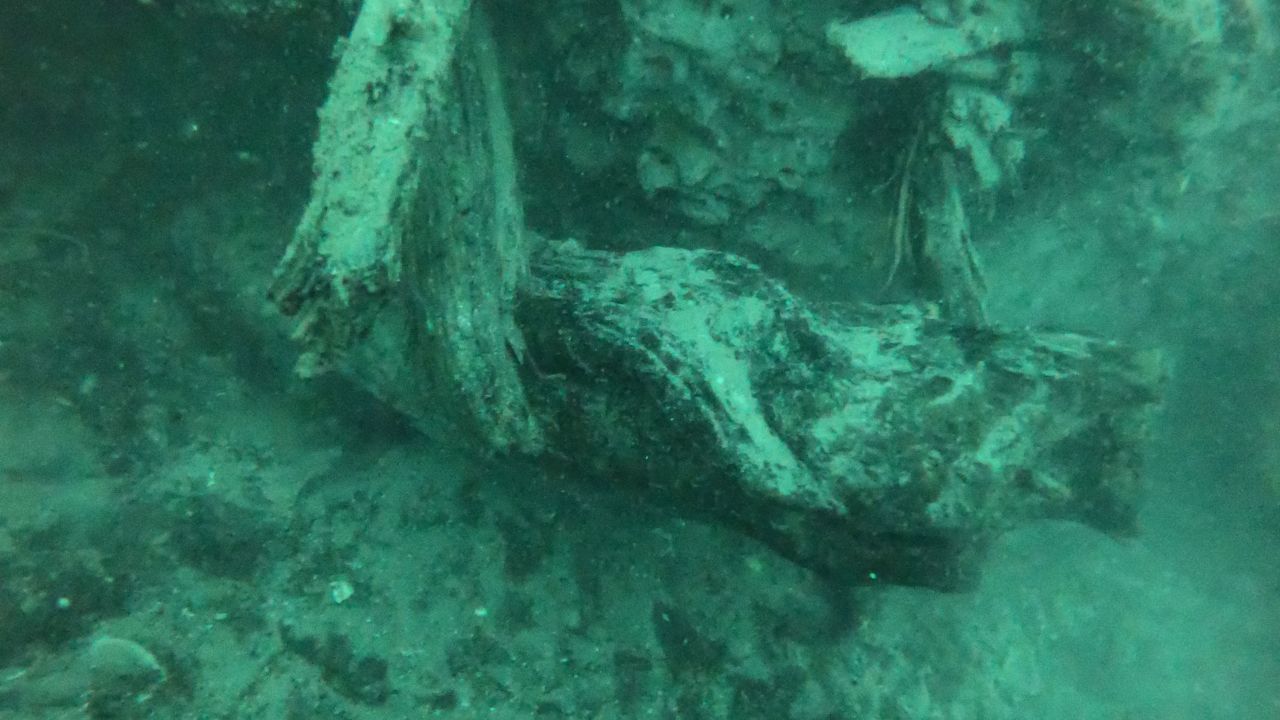 Wood from a 60,000-year-old bald cypress forest buried off the coast of Alabama was uncovered by storms. Newly exposed wood offers a unique habitat for marine organisms and creates a novel ecosystem in the Gulf of Mexico.