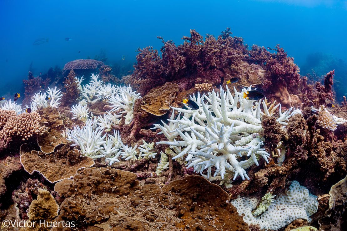 This photo taken on March 2020 shows coral bleaching on the Great Barrier Reef in Australia. 