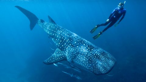 A team of international researchers, including Mark Meekan, pictured here with a whale shark, determined the ages of two whale sharks using Cold War nuclear bomb tests.