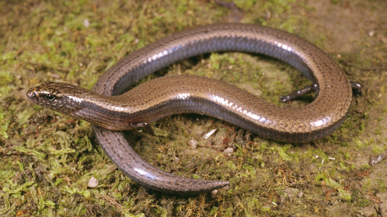 Three-toed skink, Saiphos equalis, Craven, New South Wales, Australia (Photo by: Auscape/Universal Images Group via Getty Images)