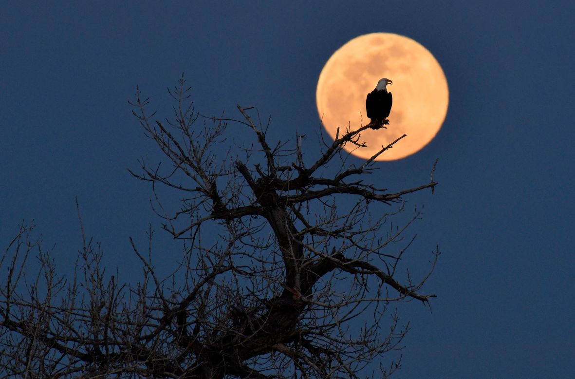 A bald eagle sits near its nest while the super pink moon rises in the distance at Chatfield State Park in Littleton, Colorado.