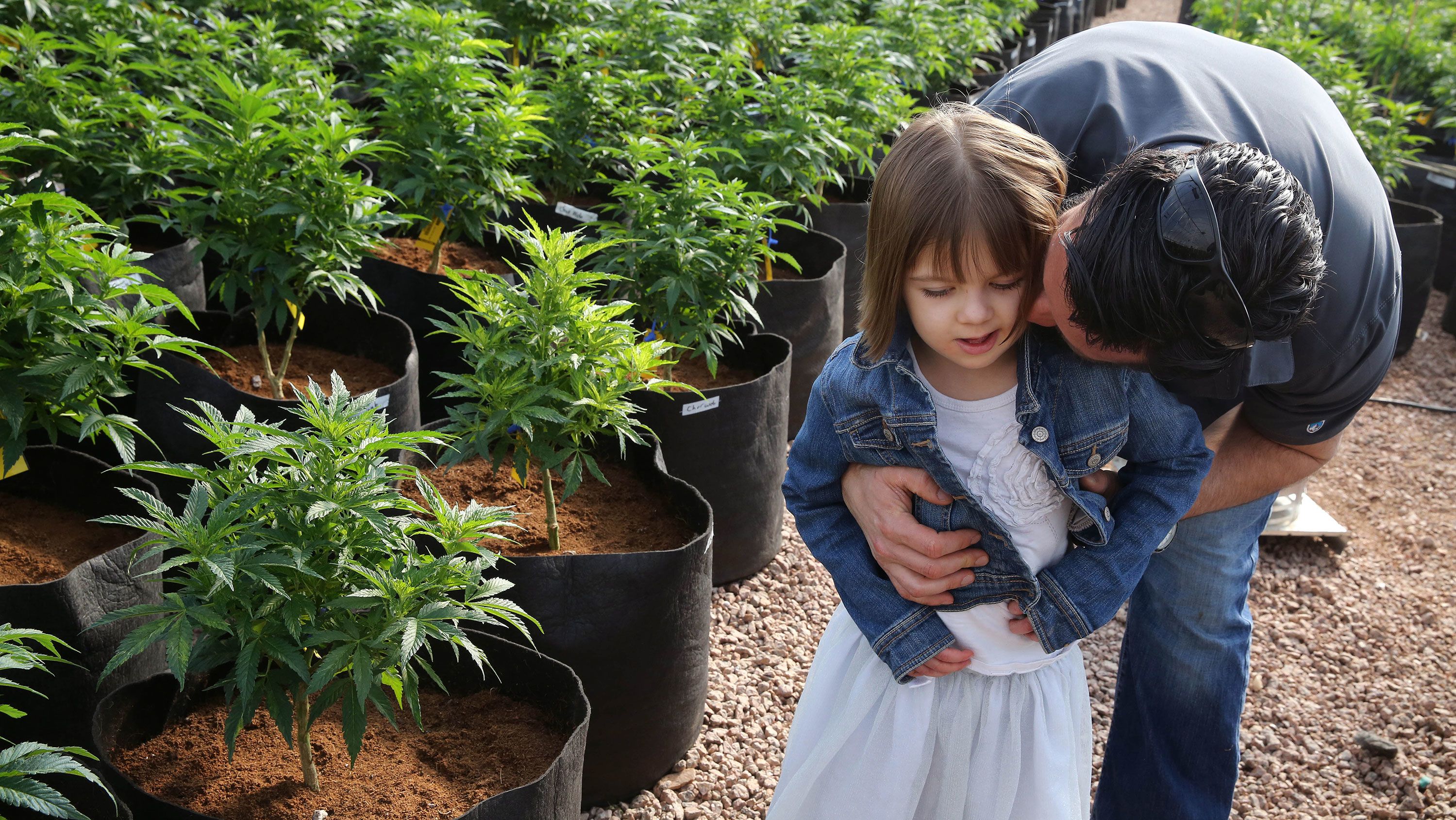 Charlotte, in 2014, walks inside a greenhouse for a special strain of medical marijuana named for her.