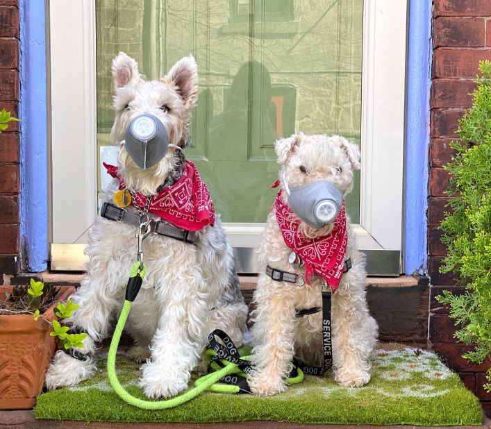 Izzie, left, and Tippi wear ventilated dog masks in Philadelphia.
