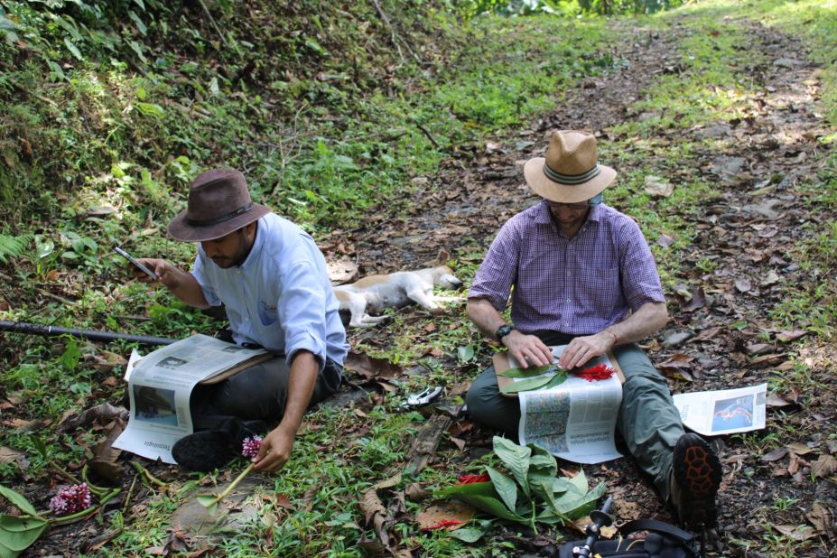 Botanists Mauricio Diazgranados and Andres Felipe Bohorquez Osorio processing plant specimens in Serrania de las Quinchas, as part of the latest Colombia Bio Programme expedition in February 2020.