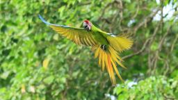 2B7YP6H Great Green Macaw (Ara ambiguus) flying. Puerto Viejo, Limon, Costa Rica.
