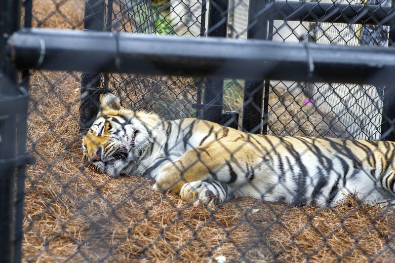 LSU Puts Up New Fence To Protect ‘Mike The Tiger’ From The Coronavirus ...