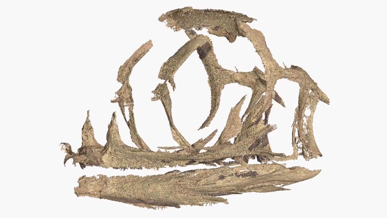 A 3D digital reconstruction of the Massospondylus carinatus dinosaur embryo.