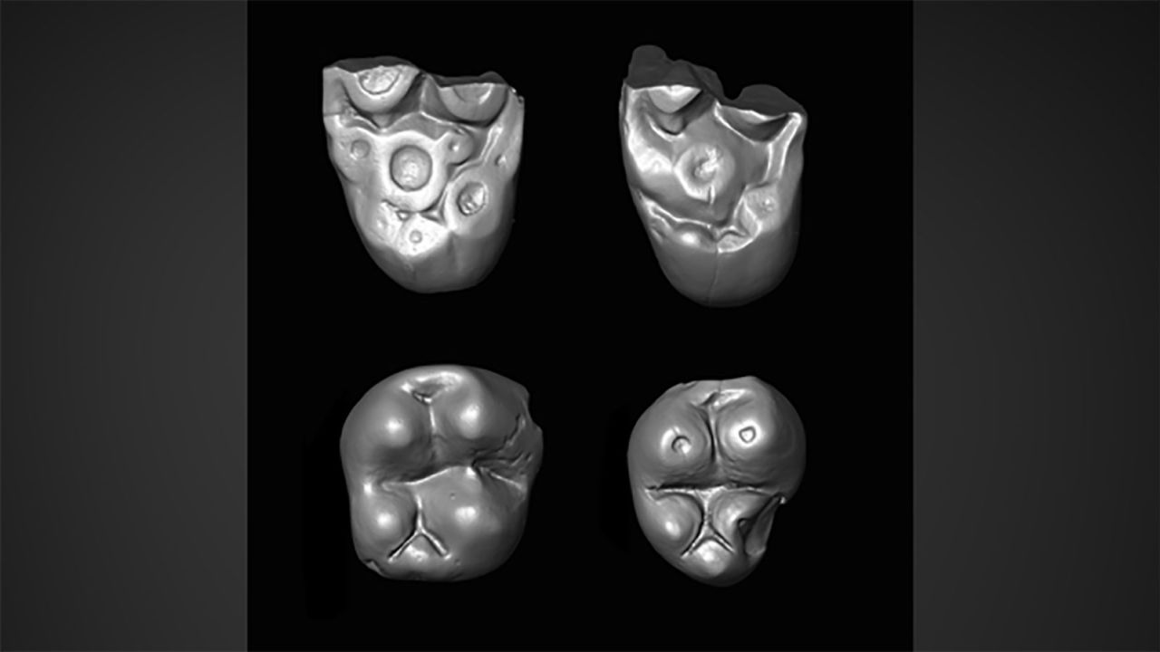 Tiny molar teeth of Ucayalipithecus perdita from the Santa Rosa fossil site in Amazonian Perú.