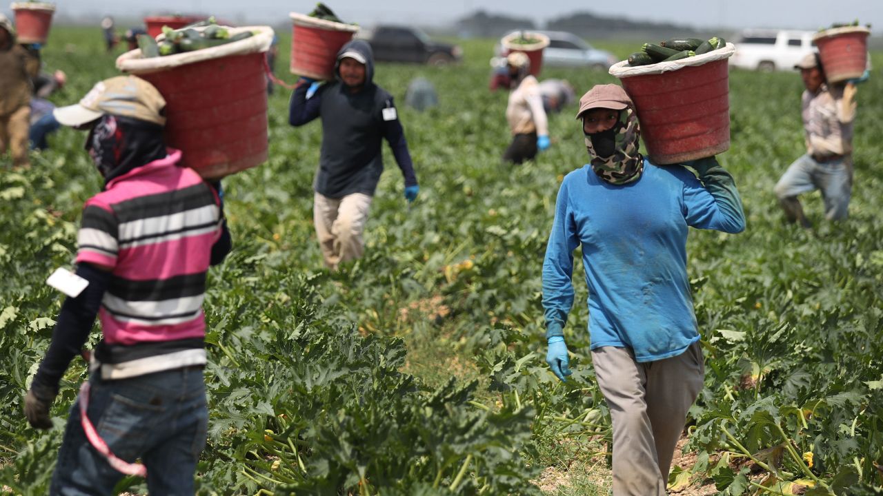 Farmworkers harvest zucchini on April 1, 2020, in Florida City, Florida. 