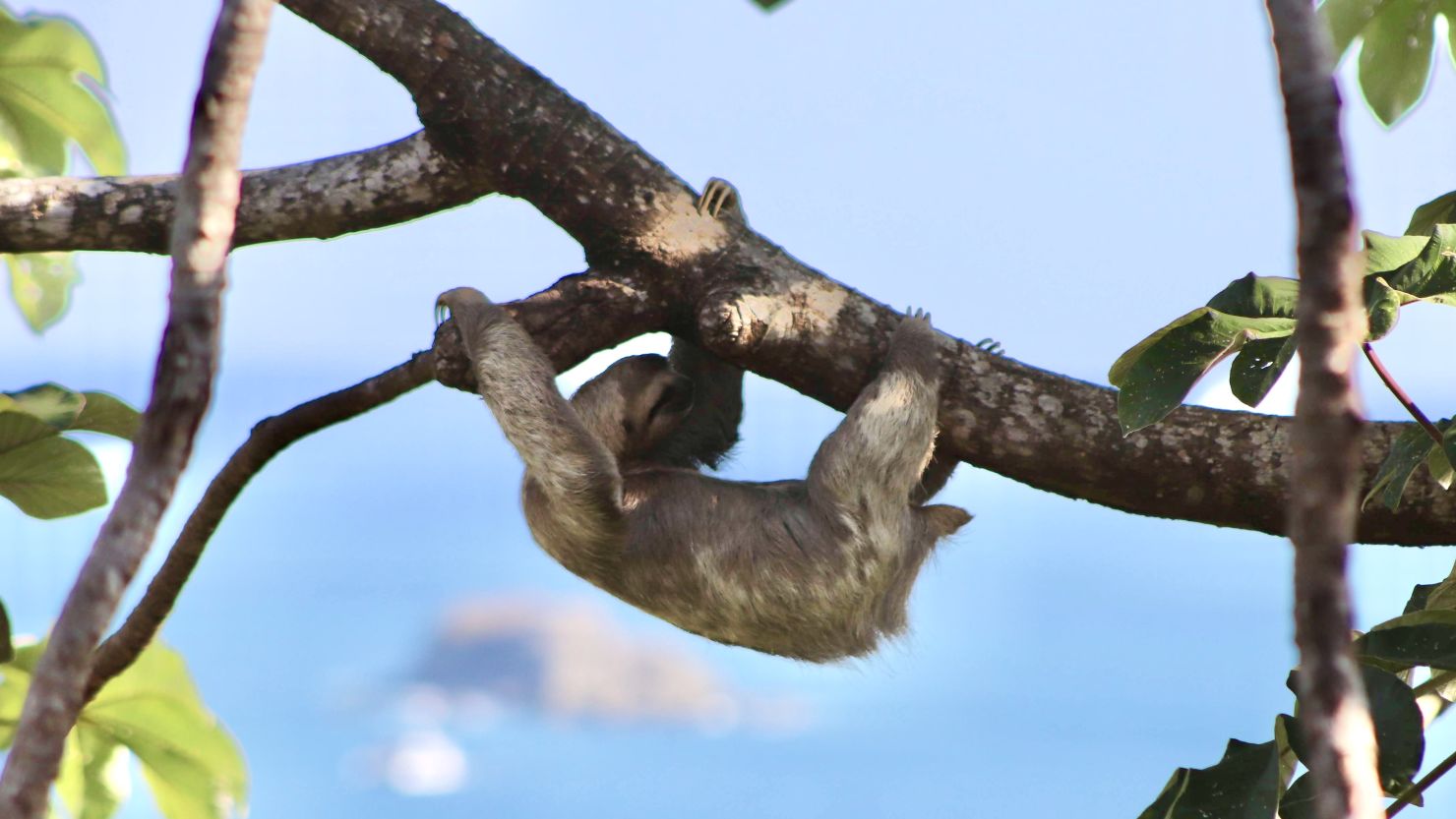 Costa Rica is known for its wildlife, including sloths.