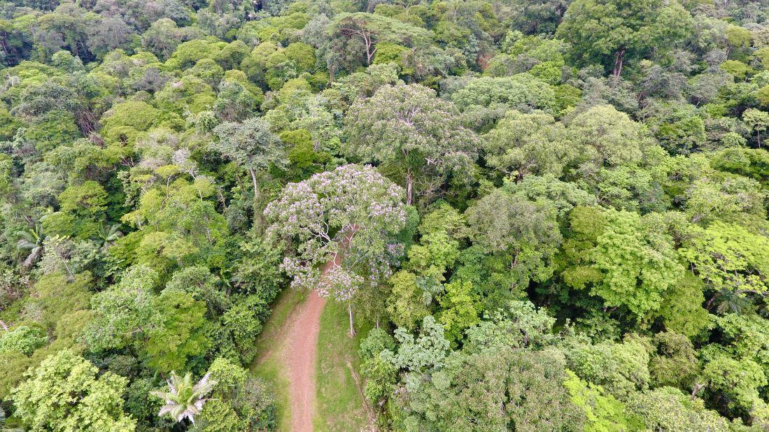 Forest restoration – saving East Africa's rare trees