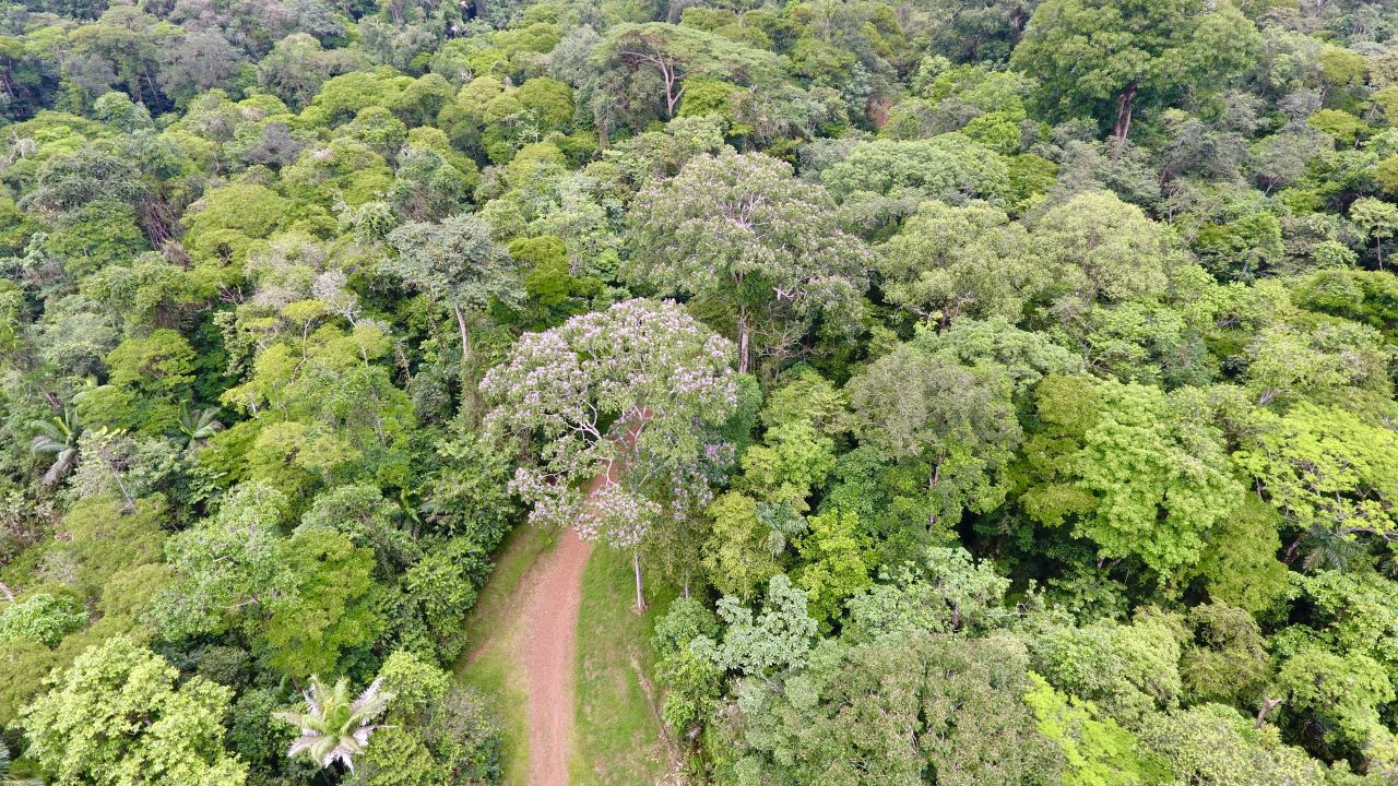 But the country has not always been a safe haven for wildlife. During the late 20th century, Costa Rica suffered from rampant deforestation, losing between a <a href="https://www.un.org/esa/forests/wp-content/uploads/2014/12/AHEG2_WG1_CostaRica.pdf" target="_blank" target="_blank">half</a> and a <a href="http://www.ambientico.una.ac.cr/pdfs/ambientico/253.pdf" target="_blank" target="_blank">third</a> of its forest cover. 