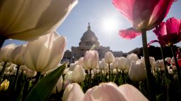 The dome of the U.S. Capitol Building is visible through tulips, Monday, April 6, 2020, in Washington. (AP Photo/Andrew Harnik)