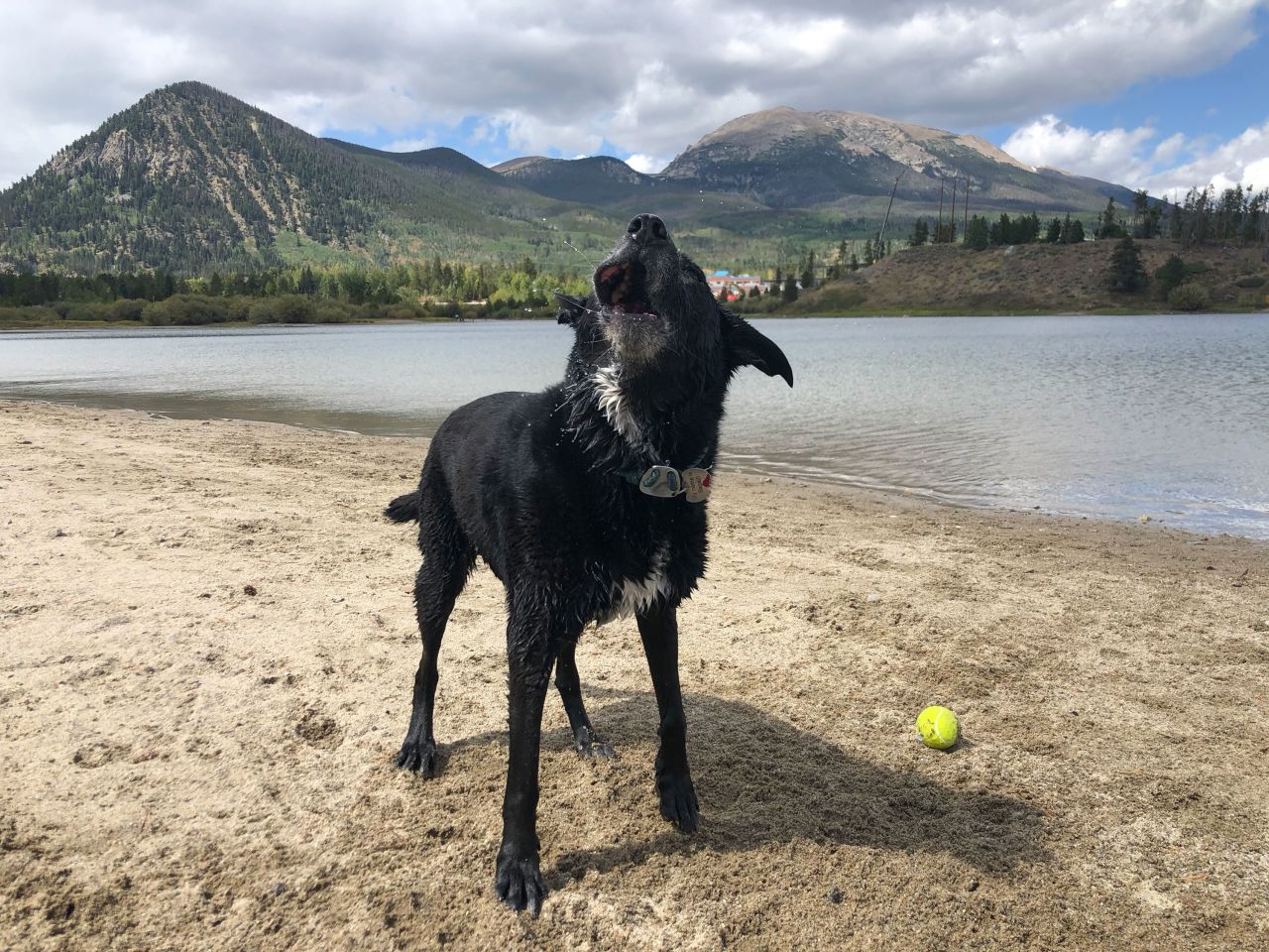 In dog speak, Bagel is saying: "Throw it again."