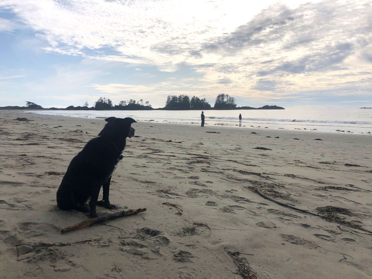 The 14-year-old Bagel takes a break from playing fetch.