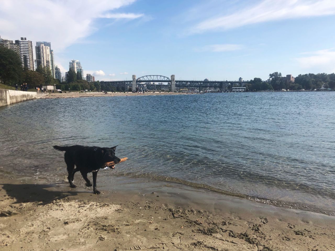 A border collie, cattle dog, Labrador cross, Bagel loves the water.