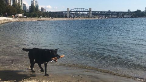 A border collie, cattle dog, Labrador cross, Bagel loves the water.
