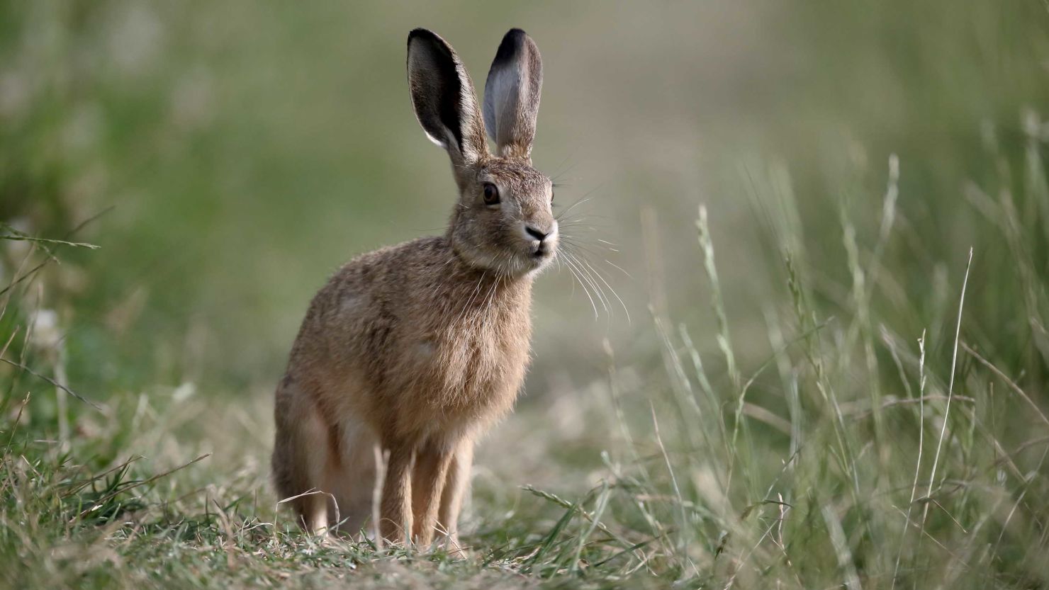 Brown hares are thought to have been associated with a hare goddess.
