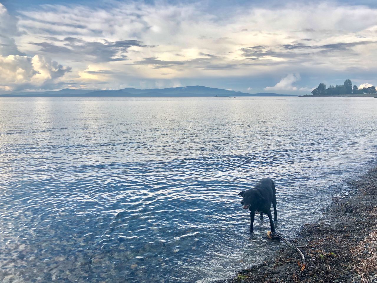 The epic family road trip revolved around Bagel the dog.