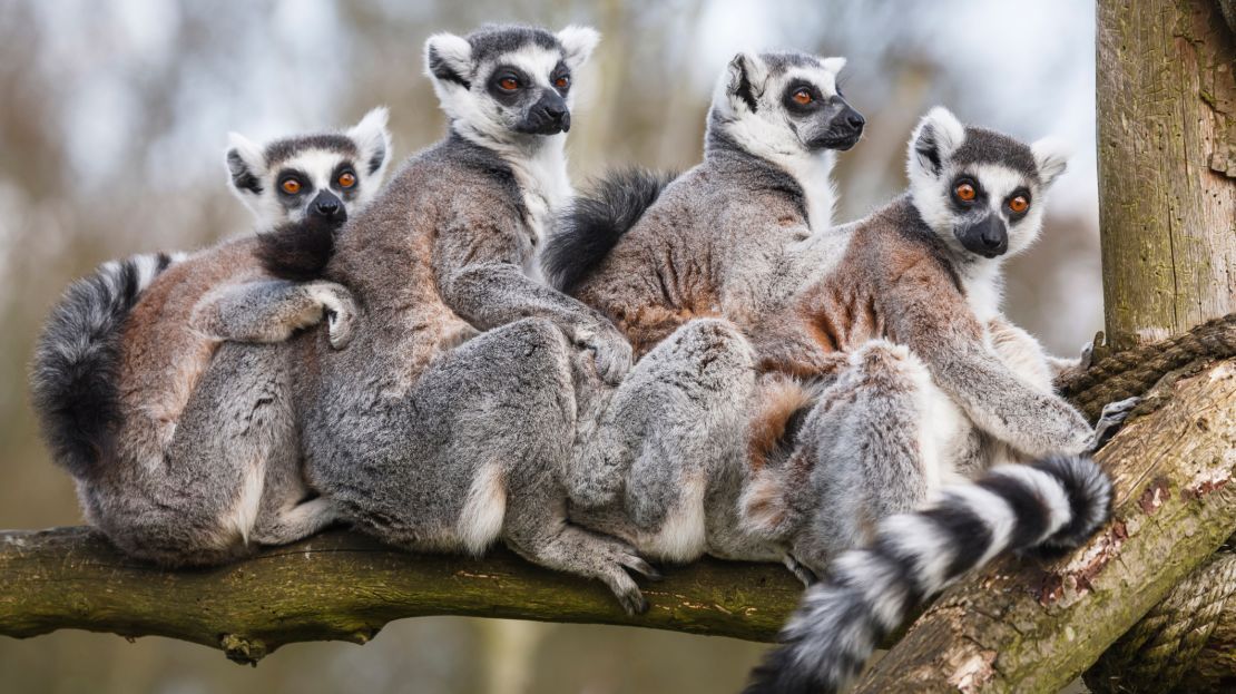 Look at animals like lemurs.