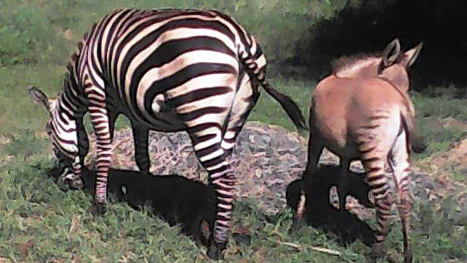 It's a zonkey! Zebra gives birth to rare baby after mating with a donkey |  CNN