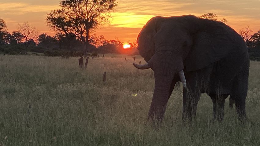 07 brave africa safari