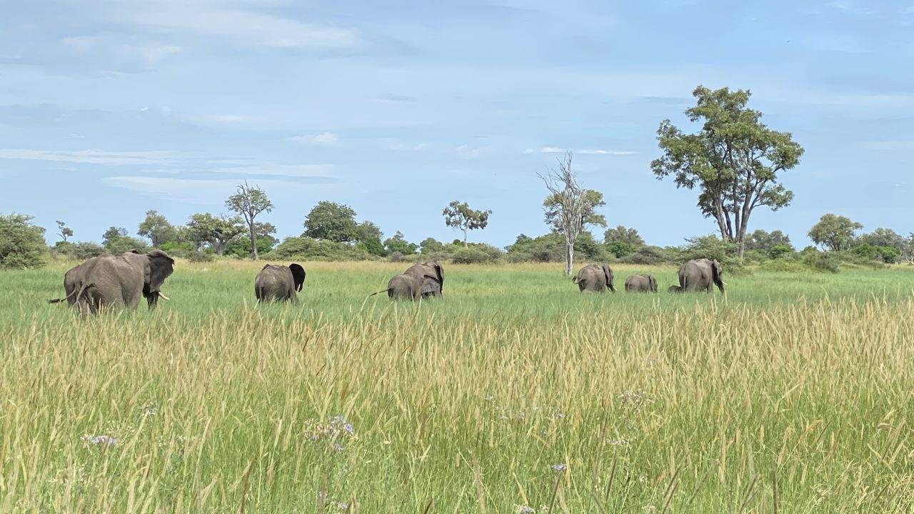 Elephants roam around Xakanaxa in the Moremi Game Reserve. 