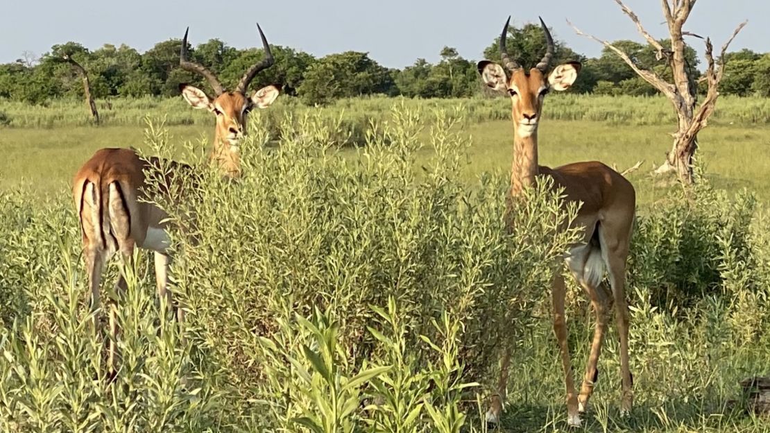 Conservation efforts in Africa exist to protect the land and the animals.