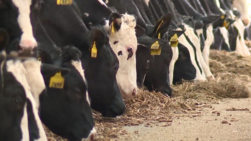dairy farmers milk dumping cows