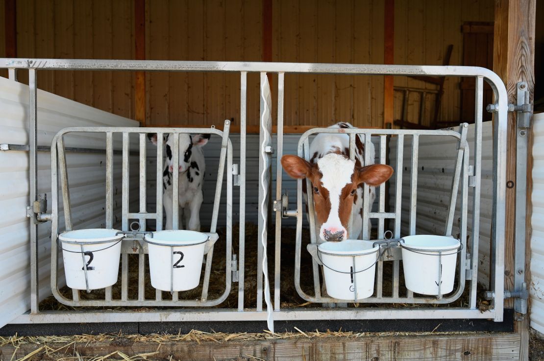 Adjusting the size of dairy herds now could lead to shortages in the future. 