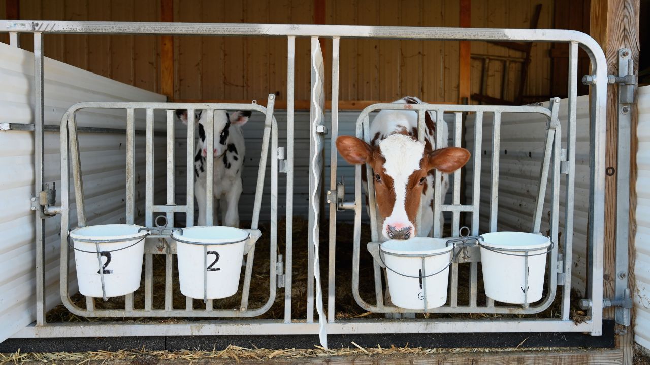 Adjusting the size of dairy herds now could lead to shortages in the future.