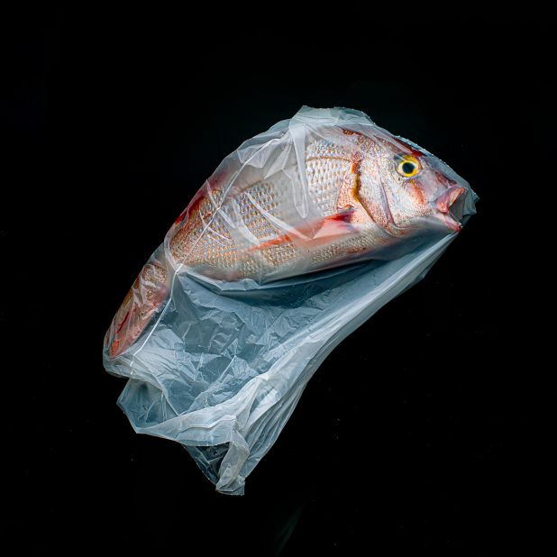 Jorge Reynal's stark depiction of a dead fish caught in a plastic bag.