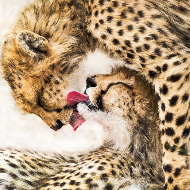 An intimate moment between two cheetahs in Botswana, as captured by Chinese photographer Guofei Li.