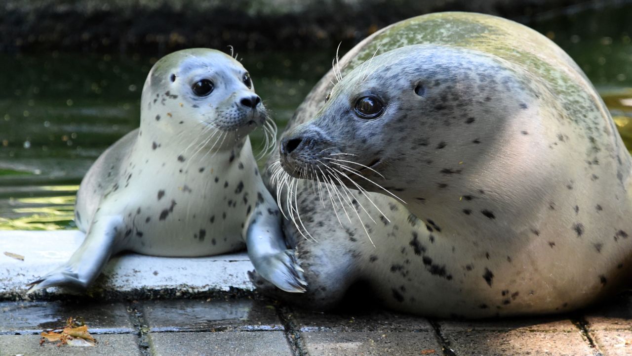 A baby female sea lion "Jogi" lies next to its mother "Eike" in the zoo in Neumünster, Germany, on July 11, 2014.