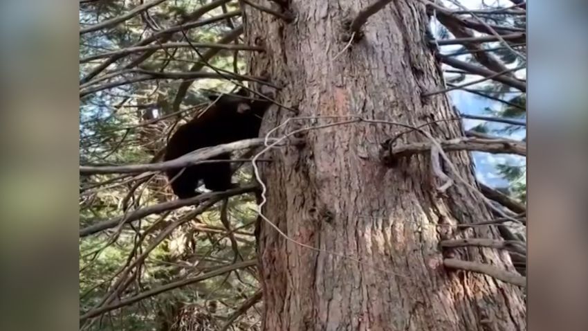 Yosemite National Park recently posted video of this bear climbing a tree near ranger housing.
