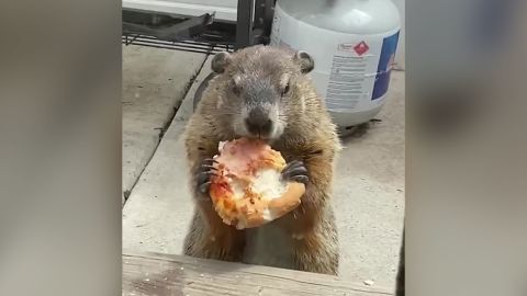 groundhog eating pizza